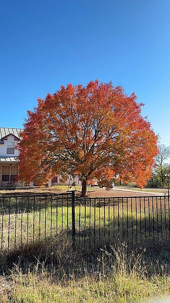Rojo's Professional Tree Service