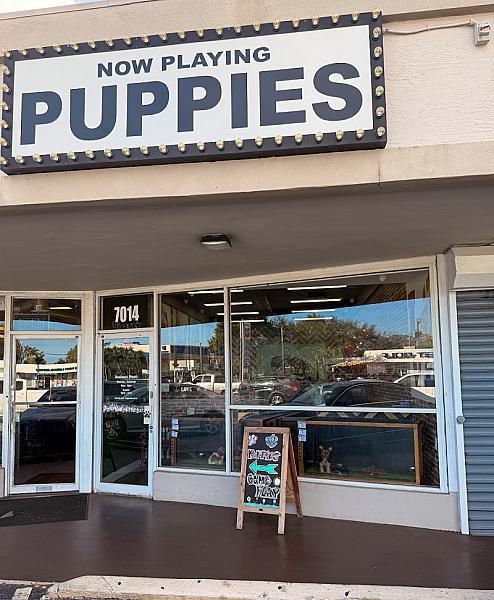 Puppies Direct