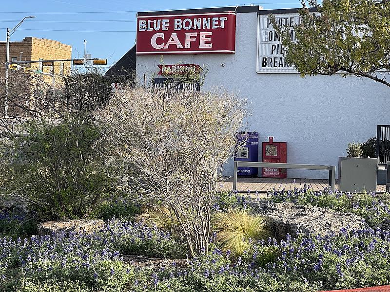 Blue Bonnet Cafe & Lounge