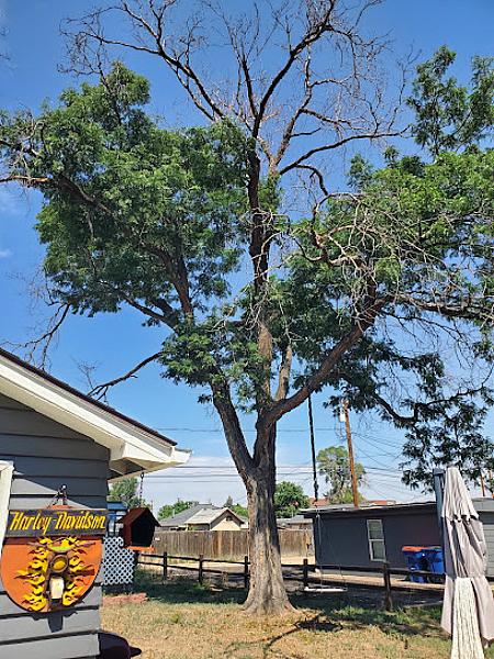 Arbol De Fuego Services