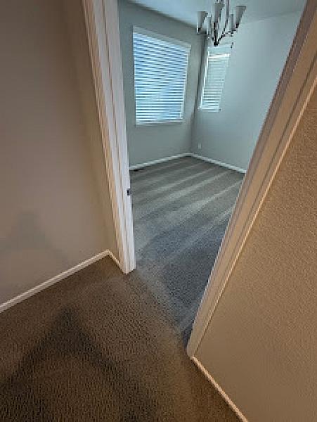 Oxi Fresh Carpet Cleaning