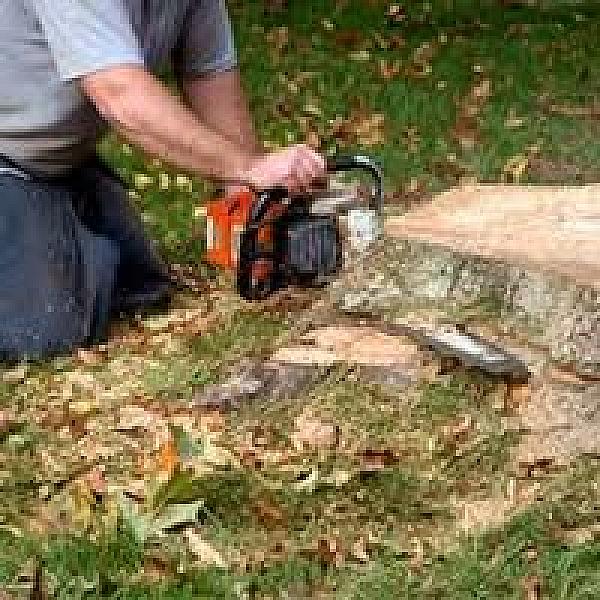 Arbor Tree Care