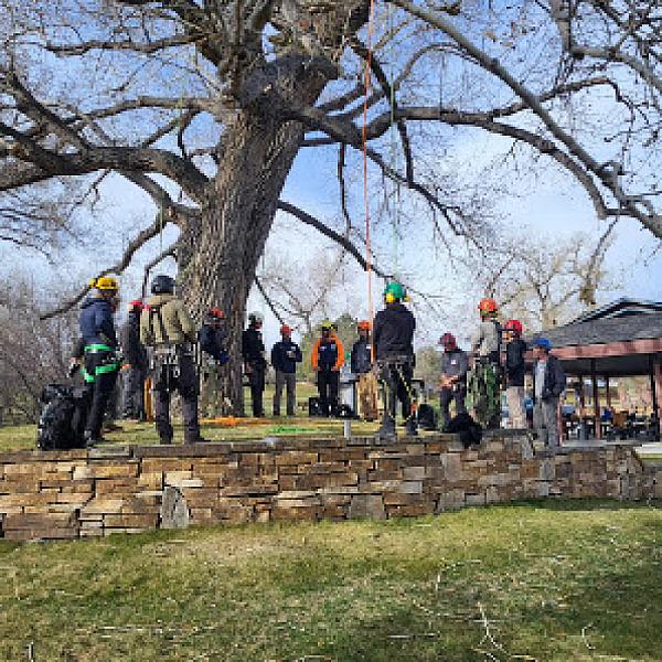 Arbortec Tree Service